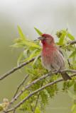 House Finch