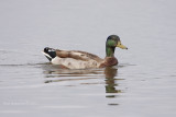 Mallard_IMG