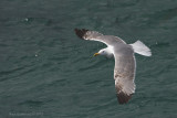 Gaviota patiamarilla_Yellow-legged Gull (Larus michahellis)