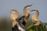 Anhinga inmature