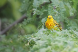 Yellow Warbler (Canario de Mangle)