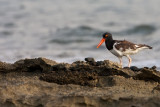 American Oystercatcher (Ostrero)