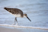 Willet