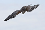 Red-shouldered Hawk