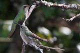 Antillean Mango (Mango Antillano)