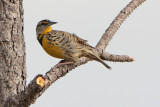 Eastern Meadowlark