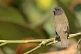 Black-faced Grassquit male (Gorrin Negro)