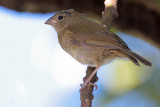 Black-faced Grassquit female (Gorrin Negro)