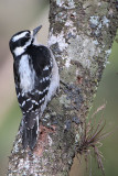 Downy Woodpecker (female)