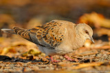 Turtle dove (Streptopelia decaocto)