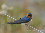 Barn swallow (Hirundo rustica)