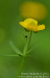 spider on a flower
