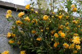 Kerria Japonica in full bloom