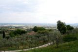 Olive groves