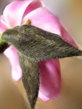 Silky magnolia emerges from its furry coat