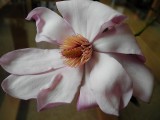 The beautiful magnolia : An magnolia lainn