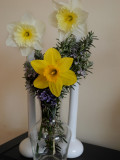 Daffodils for a lovely spring day, Rosemary fo rememberance