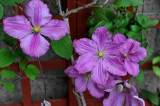The clematis in a shady spot
