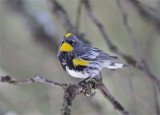  2624 Yellow -rumped Warbler