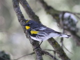 2633 Yellow -rumped Warbler