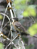 3817 Black-headed Grosbeak (f)