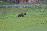 3125 Black Bear (Brown Morph)