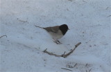 3289 Dark-eyed Junco (Oregon)