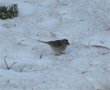 3306 Chipping Sparrow