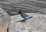 3701 Stellers Jay