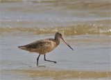 7497 Marbled Godwit