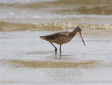 7498 Marbled Godwit