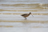 7492 Marbled Godwit