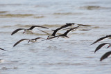 7481 Black Skimmers