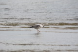 7426 Ring Billed Gull