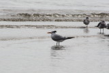 7297 Royal Tern