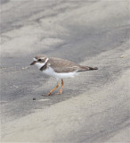 7517 Semipalmated Plover