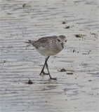 7161 Black-bellied Plover