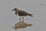 7067 Ruddy Turnstone