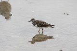 7069 Ruddy Turnstone