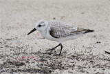 7114 Sanderling