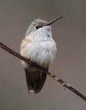 Calliope Hummingbird_1777.JPG