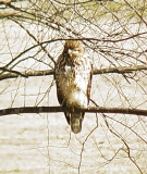 Coopers Hawk Jan 2008