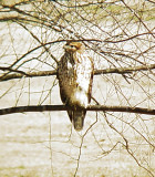 Coopers Hawk Jan 2008