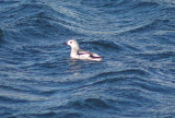 Black Guillemot