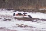 Turkey vultures