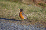 American robin