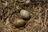 Greater Black-backed gull eggs