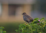 Gray catbird