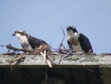 Osprey young