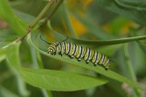 Monarch larvae on swamp milkweed
